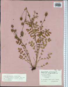 Poterium sanguisorba, Eastern Europe, Central region (E4) (Russia)