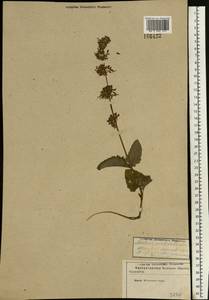 Salvia verticillata L., Eastern Europe, Moscow region (E4a) (Russia)