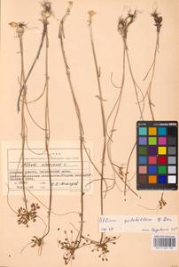 Allium flavum subsp. tauricum (Besser ex Rchb.) K.Richt., Eastern Europe, South Ukrainian region (E12) (Ukraine)