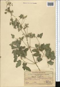 Clematis orientalis L., Middle Asia, Western Tian Shan & Karatau (M3) (Uzbekistan)