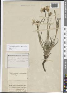 Tragopogon podolicus Besser ex DC., Eastern Europe, Lower Volga region (E9) (Russia)