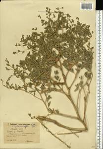 Atriplex sphaeromorpha Iljin, Eastern Europe, Lower Volga region (E9) (Russia)