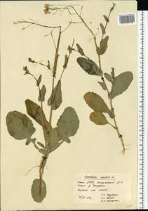 Brassica napus L., Eastern Europe, Eastern region (E10) (Russia)