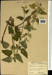 Nepeta cataria L., Crimea (KRYM) (Russia)
