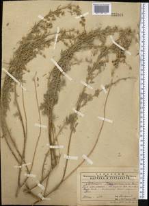 Artemisia rutifolia Stephan ex Spreng., Middle Asia, Pamir & Pamiro-Alai (M2) (Uzbekistan)