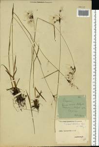 Eriophorum latifolium Hoppe, Eastern Europe, Central forest-and-steppe region (E6) (Russia)