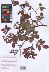 Rosa glauca Pourr., Eastern Europe, Central region (E4) (Russia)
