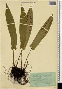Asplenium scolopendrium subsp. scolopendrium, Caucasus, Azerbaijan (K6) (Azerbaijan)
