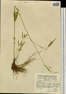 Vincetoxicum changqinianum P. T. Li, Siberia, Russian Far East (S6) (Russia)