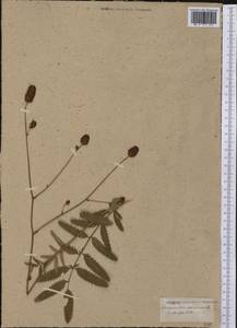 Sanguisorba canadensis L., America (AMER) (Not classified)
