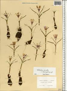 Colchicum bulbocodium subsp. versicolor (Ker Gawl.) K.Perss., Eastern Europe, Lower Volga region (E9) (Russia)