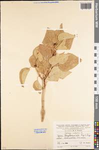 Syringa vulgaris L., Eastern Europe, Rostov Oblast (E12a) (Russia)