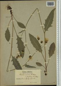 Hieracium caesium subsp. basifolium Fr. ex Almq., Western Europe (EUR) (Sweden)