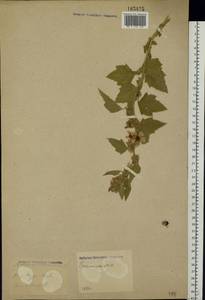 Althaea officinalis L., Eastern Europe (no precise locality) (E0)