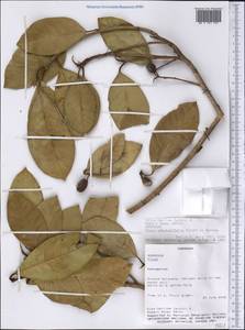 Ficus adhatodifolia Schott ex Spreng., America (AMER) (Paraguay)