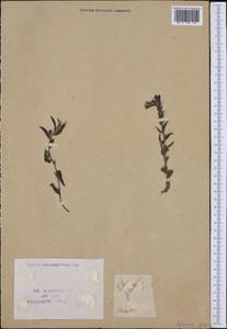 Echium plantagineum L., Western Europe (EUR) (France)