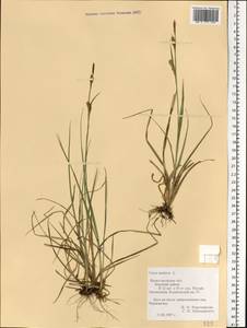 Carex panicea L., Eastern Europe, Volga-Kama region (E7) (Russia)