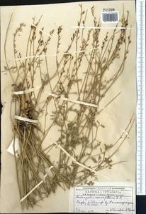 Astragalus leptostachys Pall., Middle Asia, Dzungarian Alatau & Tarbagatai (M5) (Kazakhstan)