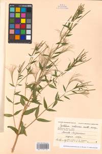 Epilobium pseudorubescens A. K. Skvortsov, Eastern Europe, Moscow region (E4a) (Russia)