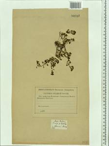 Lythrum portula (L.) D. A. Webb, Eastern Europe, Central forest-and-steppe region (E6) (Russia)