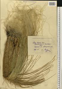 Stipa pennata L., Eastern Europe, North Ukrainian region (E11) (Ukraine)