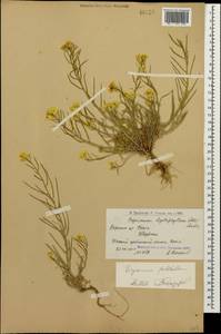 Erysimum pulchellum (Willd.) J. Gay, Caucasus, Armenia (K5) (Armenia)