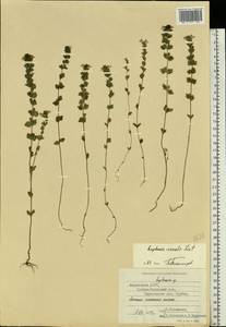 Euphrasia ×vernalis List, Eastern Europe, Middle Volga region (E8) (Russia)