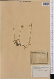 Cerastium tomentosum L., Western Europe (EUR) (France)