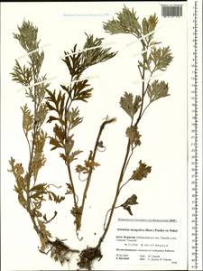 Artemisia mongolica (Fisch. ex Besser) Nakai, Siberia, Baikal & Transbaikal region (S4) (Russia)