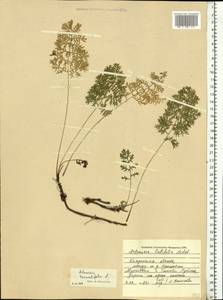 Artemisia tanacetifolia L., Eastern Europe, Central region (E4) (Russia)