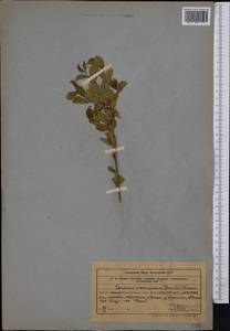Prunus verrucosa Franch., Middle Asia, Western Tian Shan & Karatau (M3) (Uzbekistan)