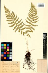 Athyrium filix-femina (L.) Roth, Siberia, Baikal & Transbaikal region (S4) (Russia)