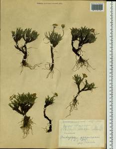 Arctogeron gramineum (L.) DC., Siberia, Altai & Sayany Mountains (S2) (Russia)