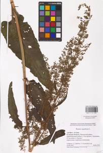 Rumex aquaticus L., Eastern Europe, Central region (E4) (Russia)