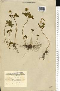 Isopyrum thalictroides L., Eastern Europe, South Ukrainian region (E12) (Ukraine)