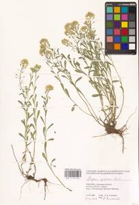 Alyssum gmelinii Jord. & Fourr., Eastern Europe, West Ukrainian region (E13) (Ukraine)