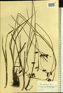 Carex suifunensis Kom., Siberia, Russian Far East (S6) (Russia)