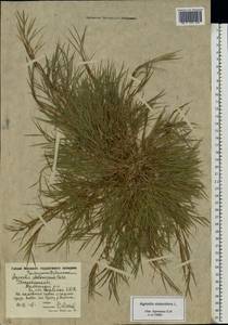 Agrostis stolonifera L., Eastern Europe, Moscow region (E4a) (Russia)