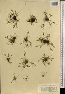 Limosella aquatica L., Mongolia (MONG) (Mongolia)