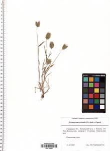 Eremopyrum orientale (L.) Jaub. & Spach, Eastern Europe, Middle Volga region (E8) (Russia)