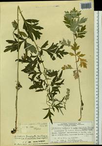 Artemisia leucophylla (Turcz. ex Besser) C. B. Clarke, Siberia, Altai & Sayany Mountains (S2) (Russia)