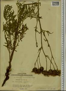 Centaurea scabiosa L., Siberia, Western Siberia (S1) (Russia)
