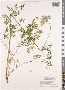 Thysselinum palustre (L.) Hoffm., Eastern Europe, Volga-Kama region (E7) (Russia)