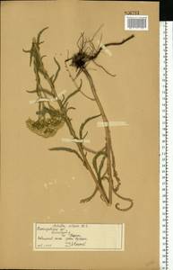 Achillea setacea Waldst. & Kit., Eastern Europe, Volga-Kama region (E7) (Russia)