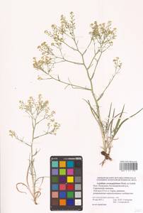 Lepidium coronopifolium Fisch., Eastern Europe, Lower Volga region (E9) (Russia)