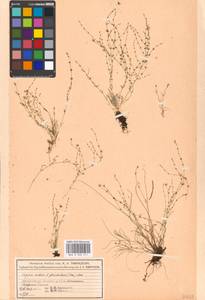 Sagina nodosa (L.) Fenzl, Eastern Europe, Moscow region (E4a) (Russia)