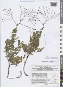 Thalictrum squarrosum Stephan ex Willd., Siberia, Altai & Sayany Mountains (S2) (Russia)