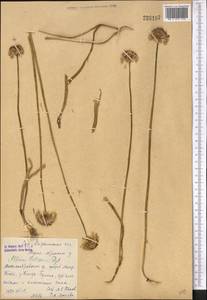 Allium fetisowii Regel, Middle Asia, Western Tian Shan & Karatau (M3) (Kazakhstan)