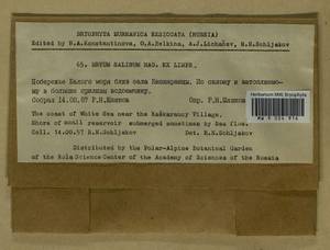 Ptychostomum salinum (I. Hagen ex Limpr.) J.R. Spence, Bryophytes, Bryophytes - Karelia, Leningrad & Murmansk Oblasts (B4) (Russia)