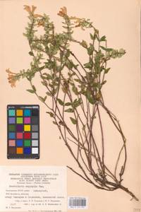 MHA 0 155 492, Scutellaria supina L., Eastern Europe, Eastern region (E10) (Russia)